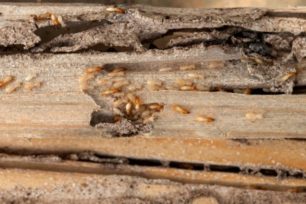 Bird Control in Van, TX