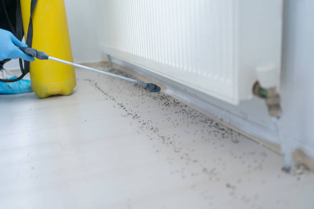 Professional Pest Control in Van, TX