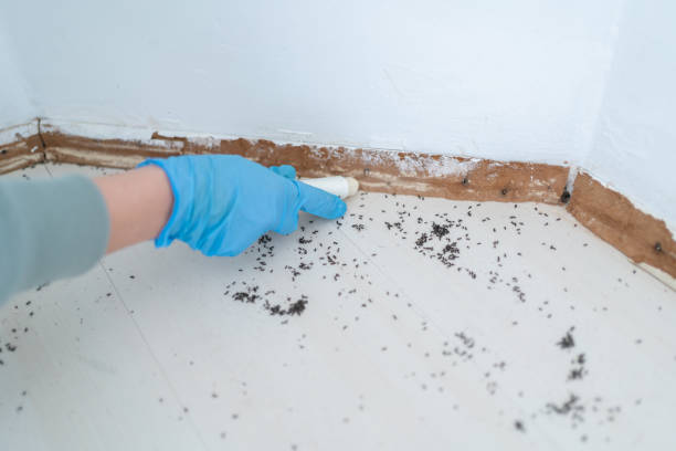 Best Best Pest Control Companies  in Van, TX